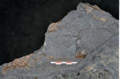 Foto (Detailansicht) von Syringodendron cyclostigma Brongniart (NHMW-GEO-2024-0188-11247)